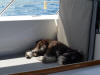 Triton sleeping during a St John sailing trip.