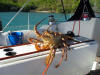 This Giant 11 pound lobster was caught from St John in the US Virgin Islands